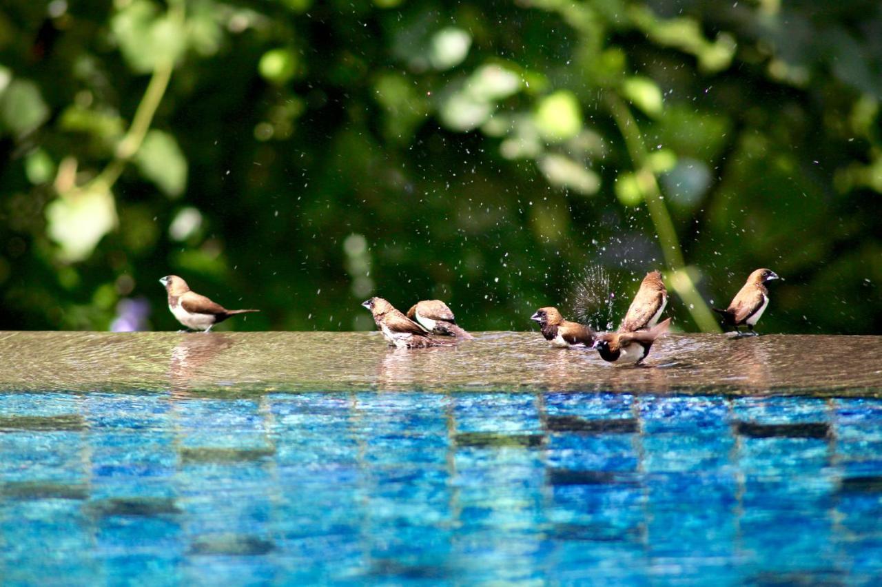 The Manipura Luxury Estate And Spa Up To 18 Person, Fully Serviced Ubud  Exterior photo